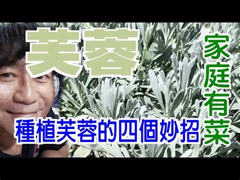 和修意思 芙蓉種植禁忌